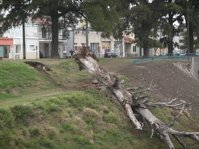 Colaps� un �rbol seco en la ribera del arroyo Tapalqu�